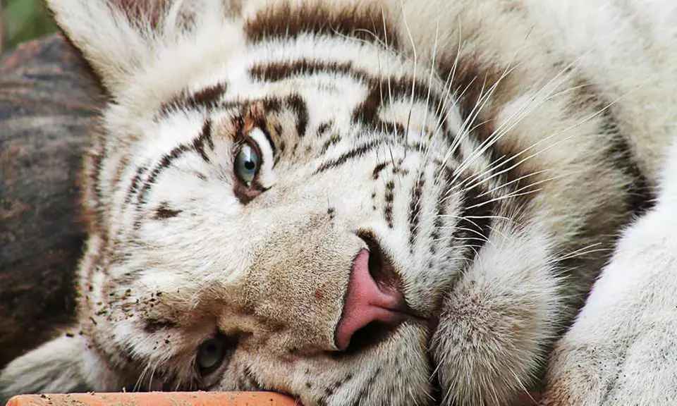 Admission for Two or Four to Tigers for Tomorrow at Untamed Mountain (Up to 41% Off)  - Primary Image
