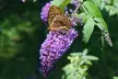 3x oder 6x Schmetterlingsflieder "Buddleja davidii" - Image 6
