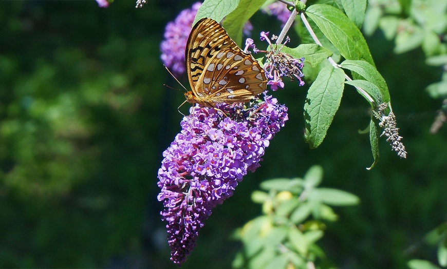 Image 6: 3x oder 6x Schmetterlingsflieder "Buddleja davidii"