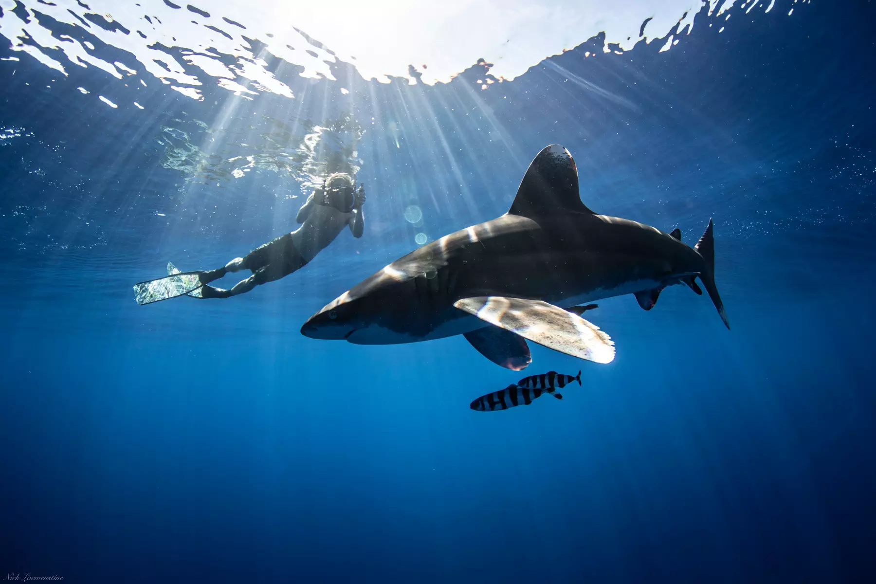 Up to 20% Off on Shark Diving at Hawaii Adventure Diving