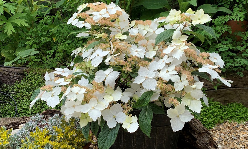 Image 1: One or Two Hydrangea Cloud Nine Plants