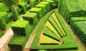 Hedge Plant Boxwood