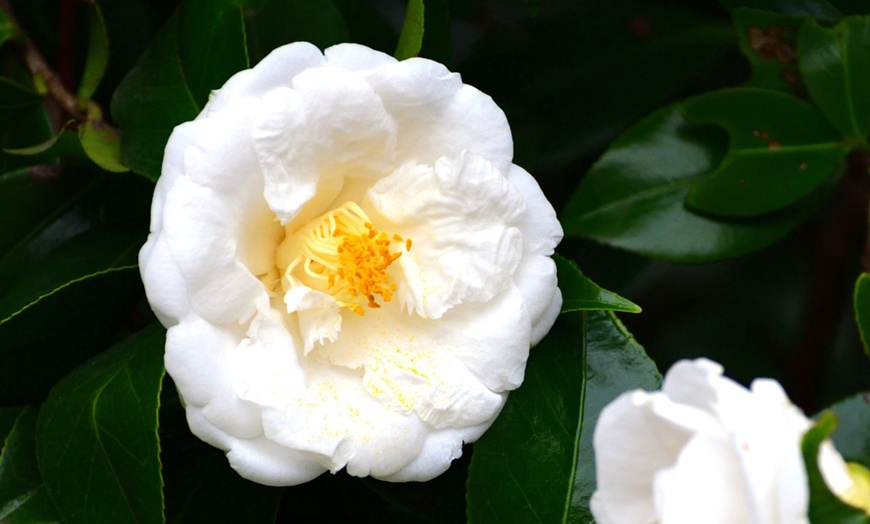 Image 1: 1 o 2 plantas de Camellia Japonica