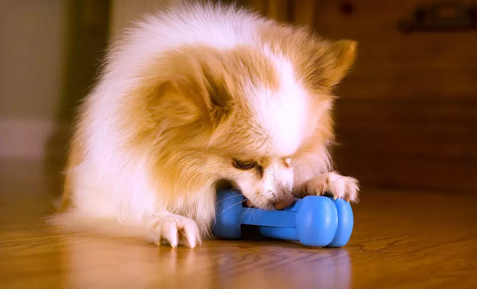 $2.99 for a Jolly Pets Brainy Bones Treat-Dispensing Dog Toy (Up to $15 List Price). Six Options Available. - Primary Image