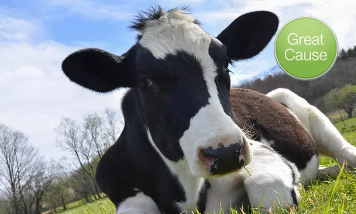 $10 Donation for Hoof-Trimming for Rescued Cows - Primary Image