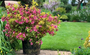 One or Two Weigela Magic Carpet Plants