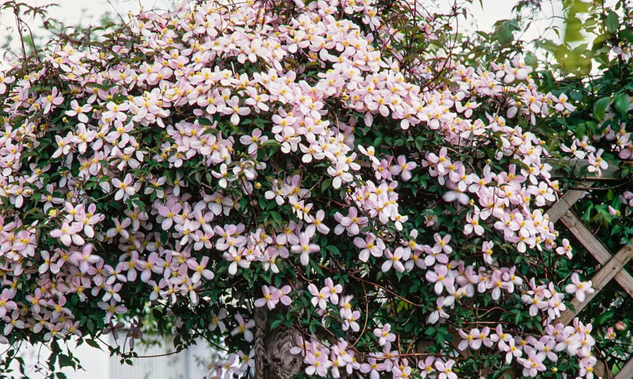 3er-Set Berg-Waldrebe in der Sorte Wahl - Primary Image