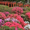Image 2: 2 o 4 piante di azalea giapponese Anouk