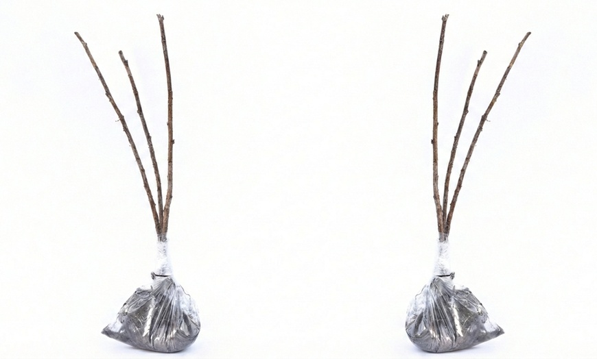 Image 6: Raspberry Full Season Collection 9 or 18 Bare Root Canes