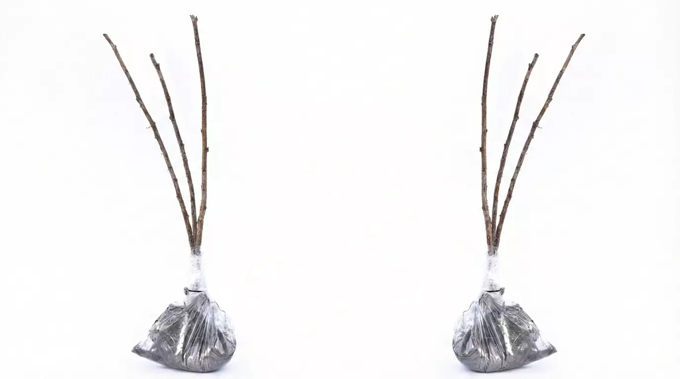 Raspberry Full Season Collection 9 or 18 Bare Root Canes