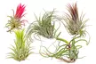 5 ou 10 Tillandsia plantes aériennes Épiphyte - Image 2