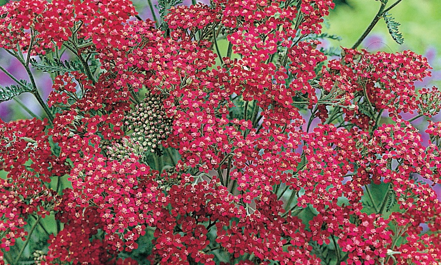 Image 3: Perennial Plug Plants Lucky Dip