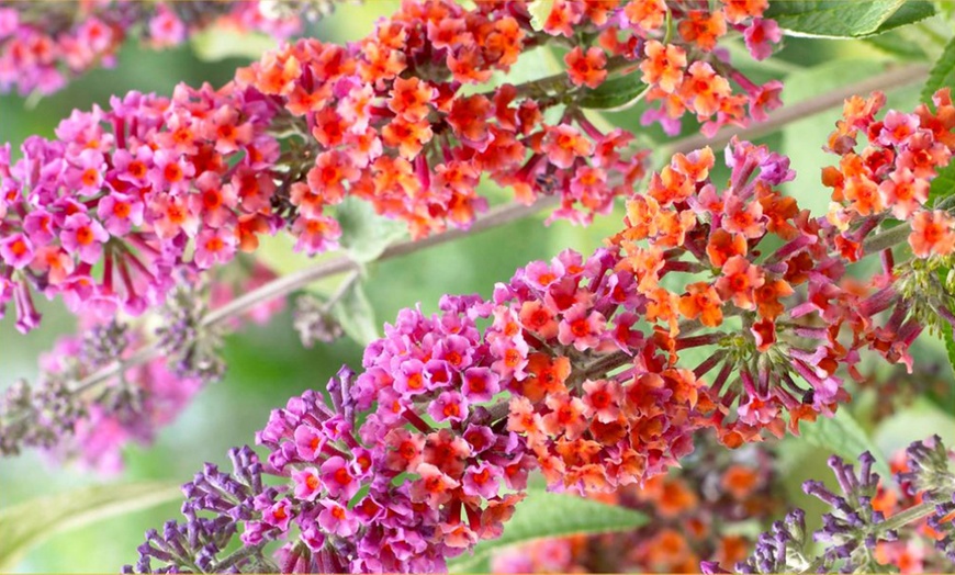 Image 3: Bicolour Flowered Butterfly Bush