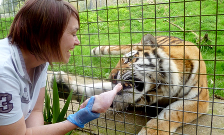 Image 9: Big Cat Experience at Linton Zoo