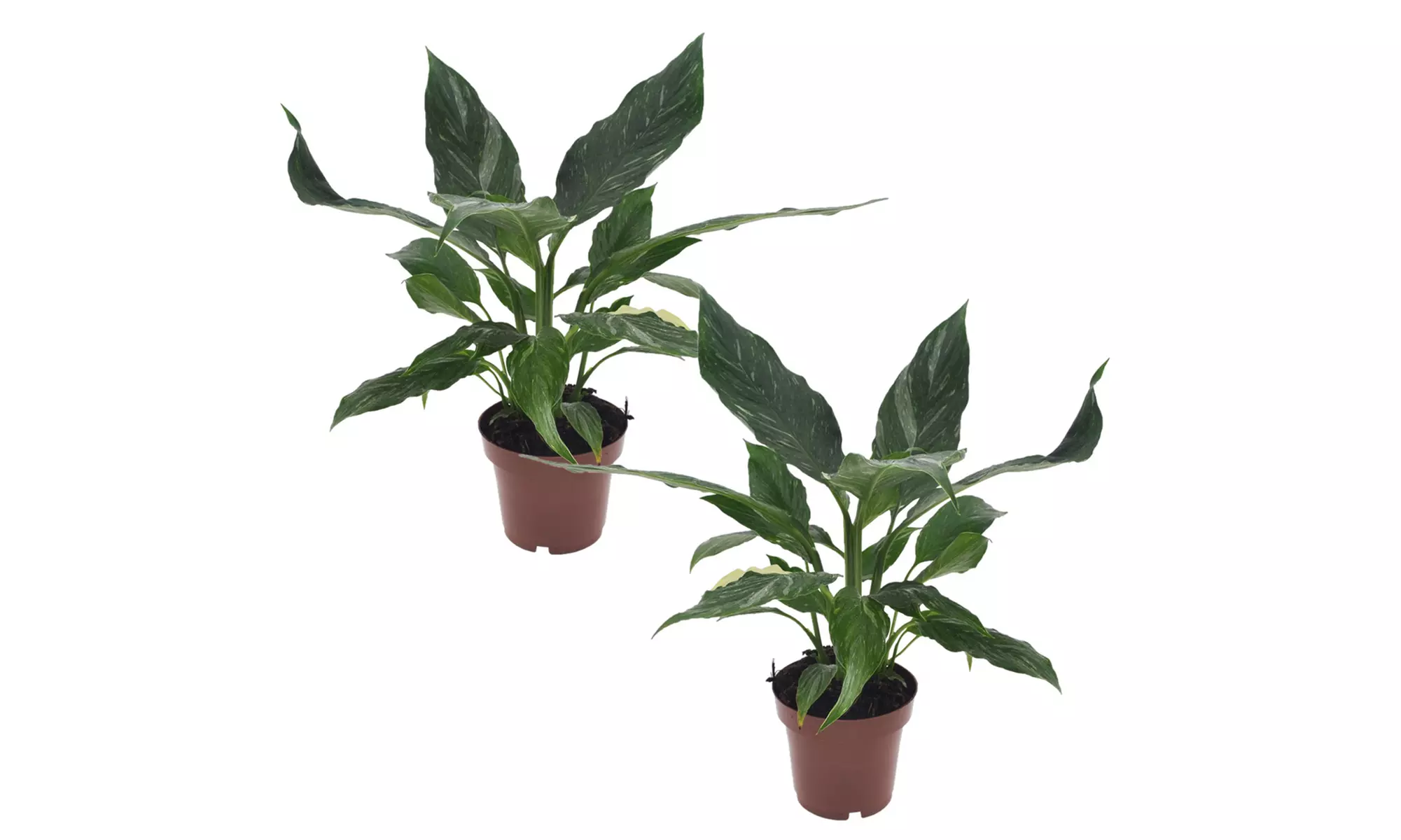 1 o 2 plantas de lirio de la paz - Second Medium