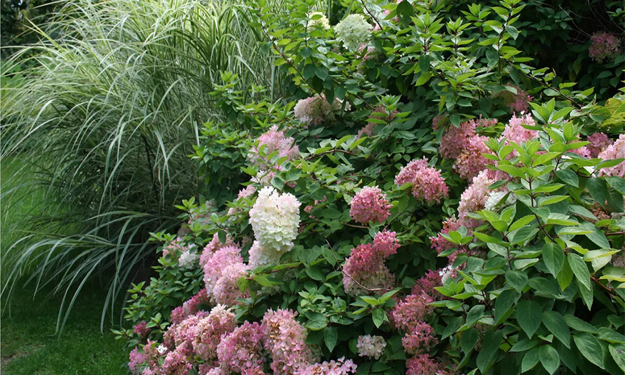 3x oder 6x Hortensien