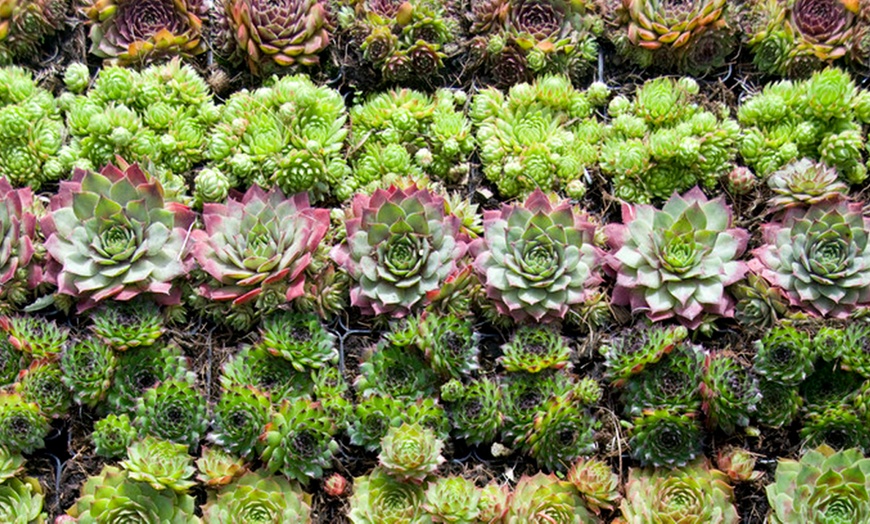 Image 4: Collection of Sempervivum Plants