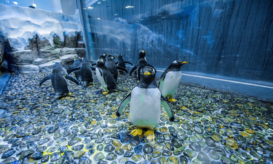 Image 4: Explore Dubai Aquarium with Frame, Glow Garden, Aya Universe & More!