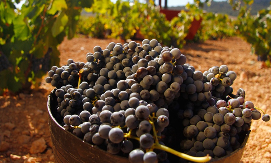 Image 6: Visita a bodega con cata de vinos