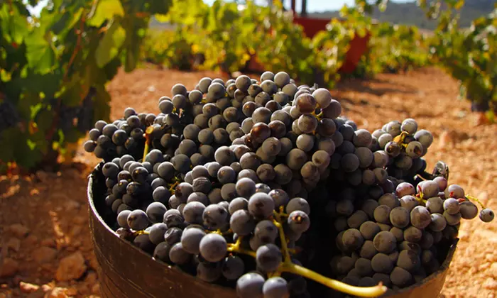 Hasta 59% de dto. en Especialidades de restaurantes - Degustación de vino en Bodegas Almazara BSI