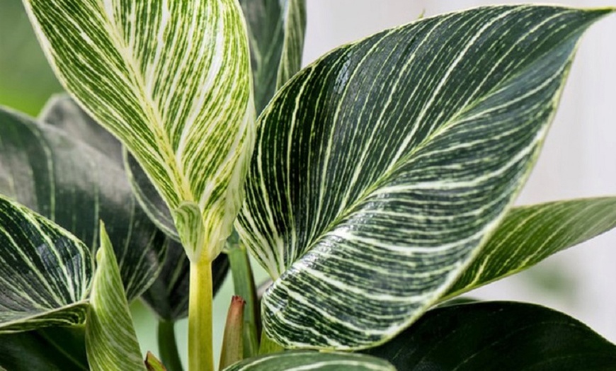 Image 3: 1 of 2 Philodendron White Wave planten