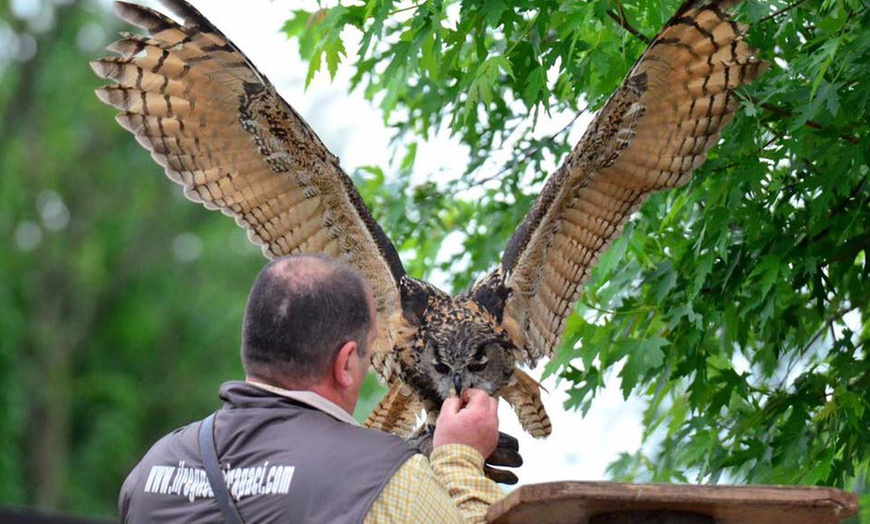 Image 2: Visita più dimostrazione di falconeria