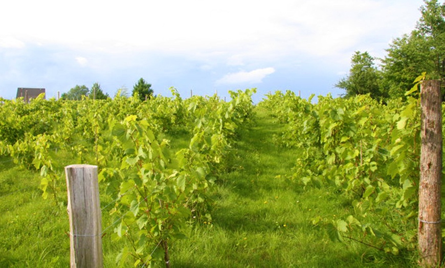 Image 2: Vineyard Tour for Two