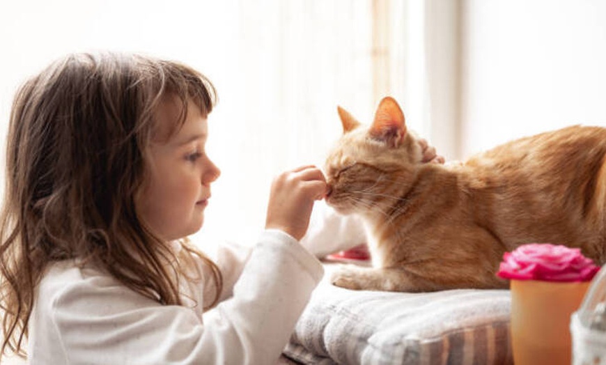 Image 7: Una tarde felina: acceso al salón para 2 o 4 personas con consumición