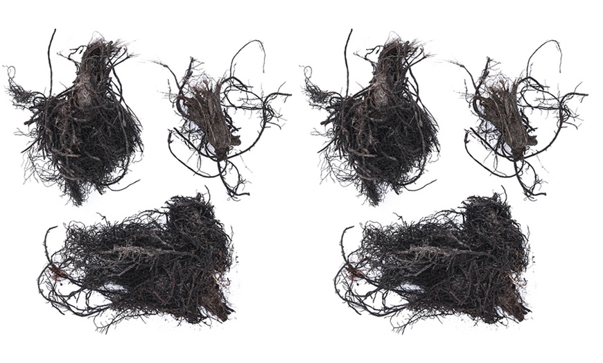 Image 6: Three or Six Bare Roots of Aquilegia Mckana Hybrids