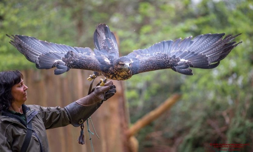 Image 8: Waldtour mit Greifvogel oder Eule