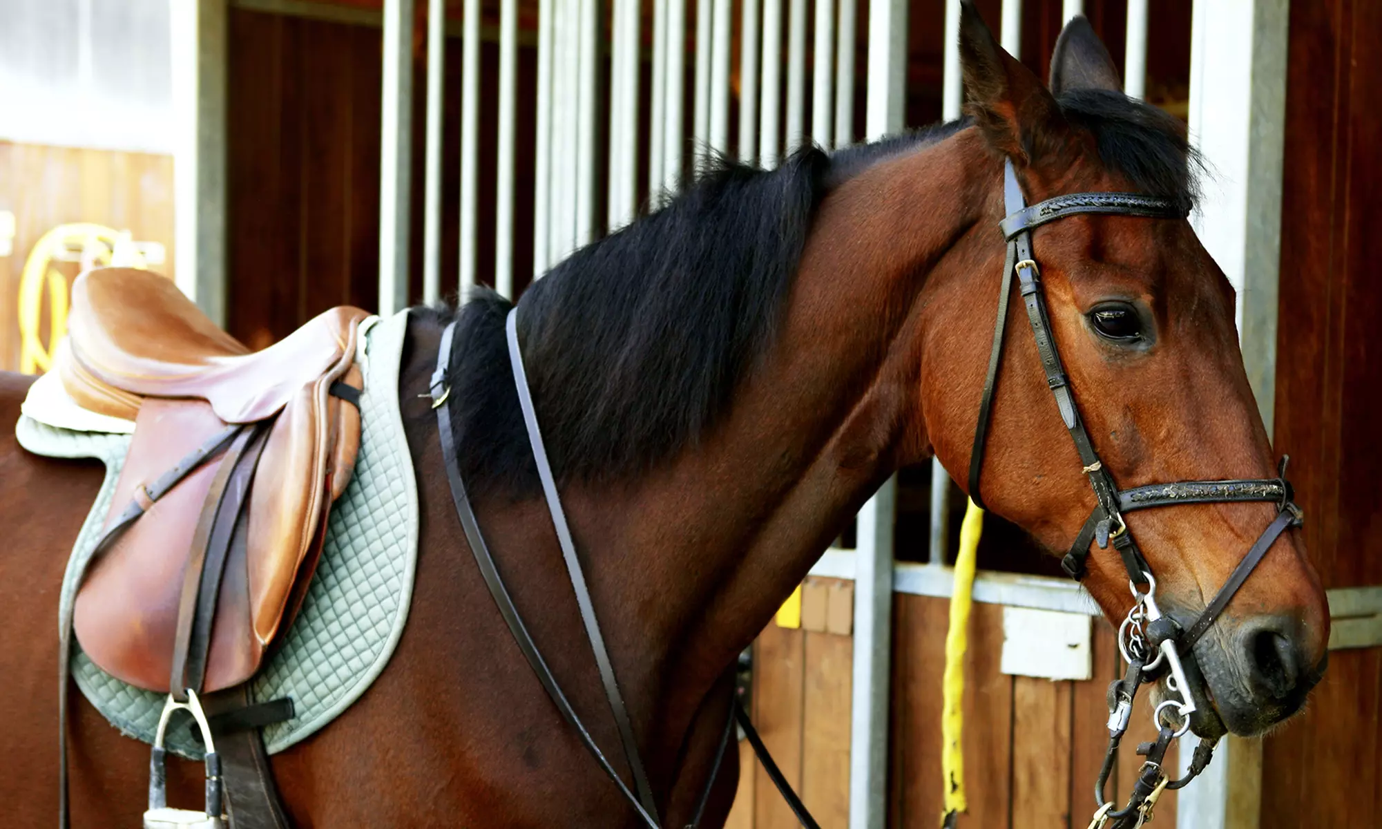 One or Three Horseback-Riding Lessons for One or One Lesson for Two at Hidden Pond Stables (Up to 54% Off) - Primary Image