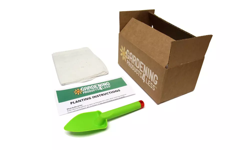 Double Dwarf Dahlias Flower Seed Mat (1-, 2-, or 3-Pack) - Second Medium