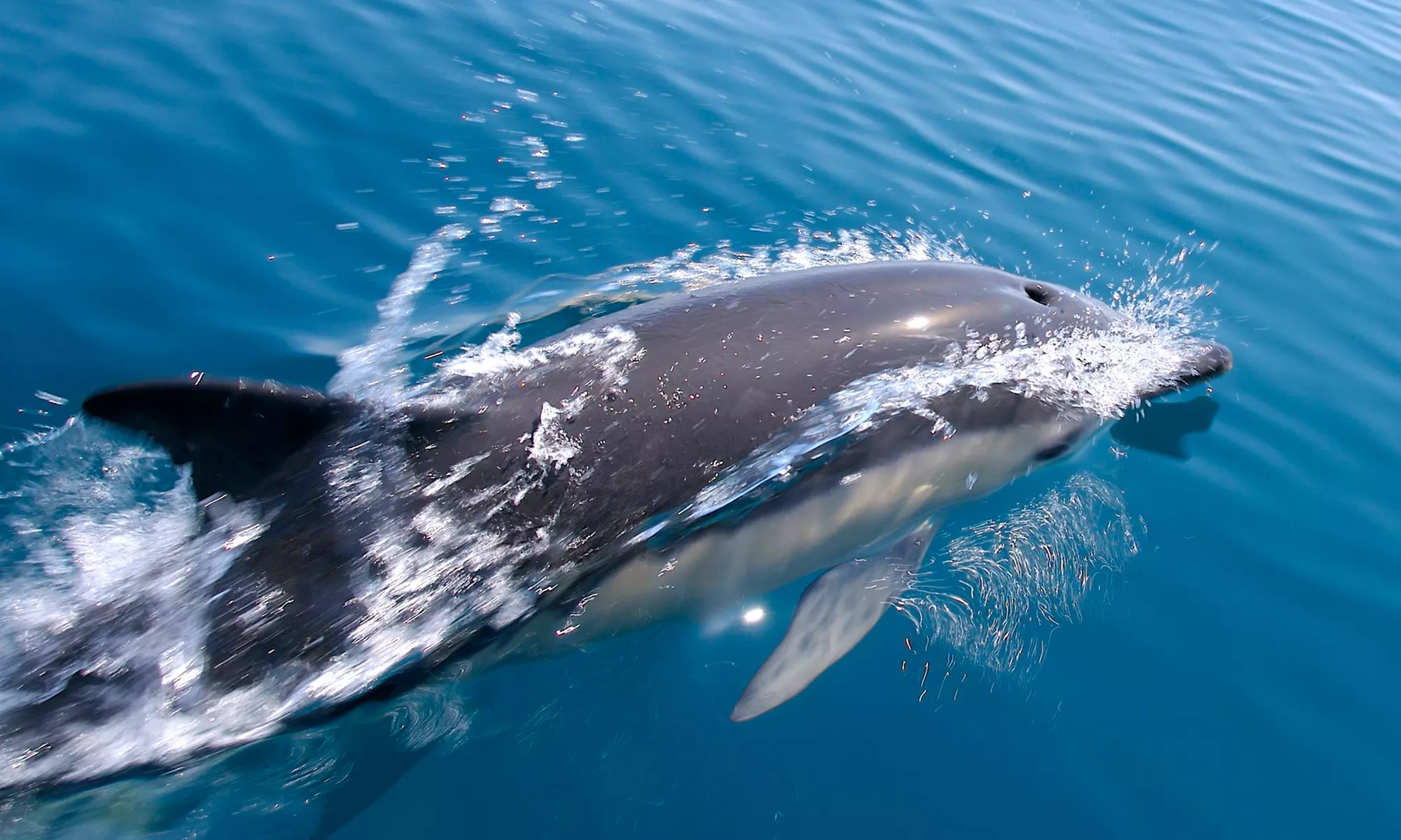 Dolphin-Watching Cruise or Dolphin- and Whale-Watching Cruise for Two or Four from Fisherman's Wharf (50% Off) - Primary Image