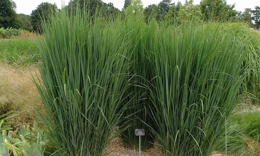 Image 2: 1 of 2 Panicum Virgatum Northwind planten