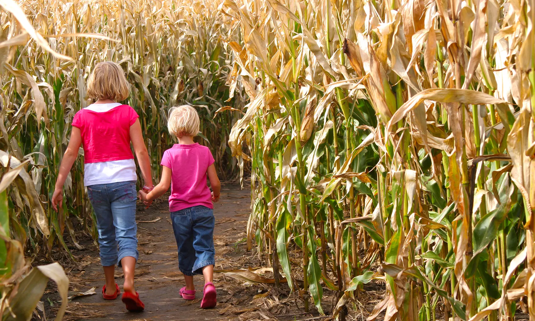Admission for Two, Four, or Six to Corn Maze at Pumpkinville Corn Maze (Up to 50% Off) - Primary Image