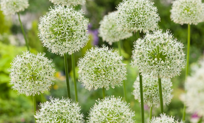 Image 7: 40, 80 ou 120 bulbes de fleurs à papillons