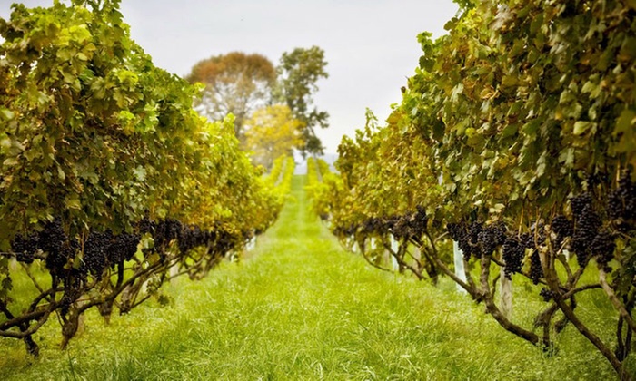 Explore Vineyard, Enjoy a Picnic & Souvenir Glasses for Two or Four