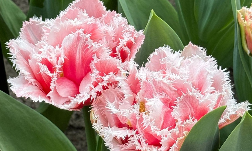 Image 4: Bulbes de tulipe double frangée "Queensland"