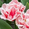 Image 4: Bulbes de tulipe double frangée "Queensland"
