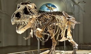 The Field Museum – Discovery Pass Plus $5 in Groupon Bucks