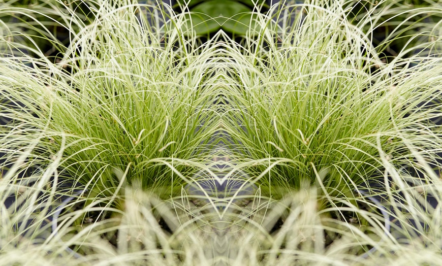 Image 1: XL Carex-Gras „Amazon Mist“