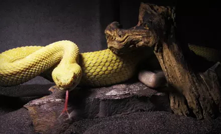 One Visit for Two or Four or an Annual Individual or Family Membership to House of Reptiles (Up to 51% Off) - Primary Image