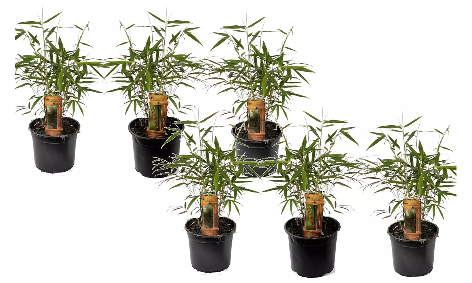 Plantas Fargesia Asian Wonder, Fargesia Rufa o Fargesia Nitida Gansu