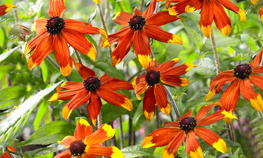 Image 1: Rudbeckia Praire Glow Plant