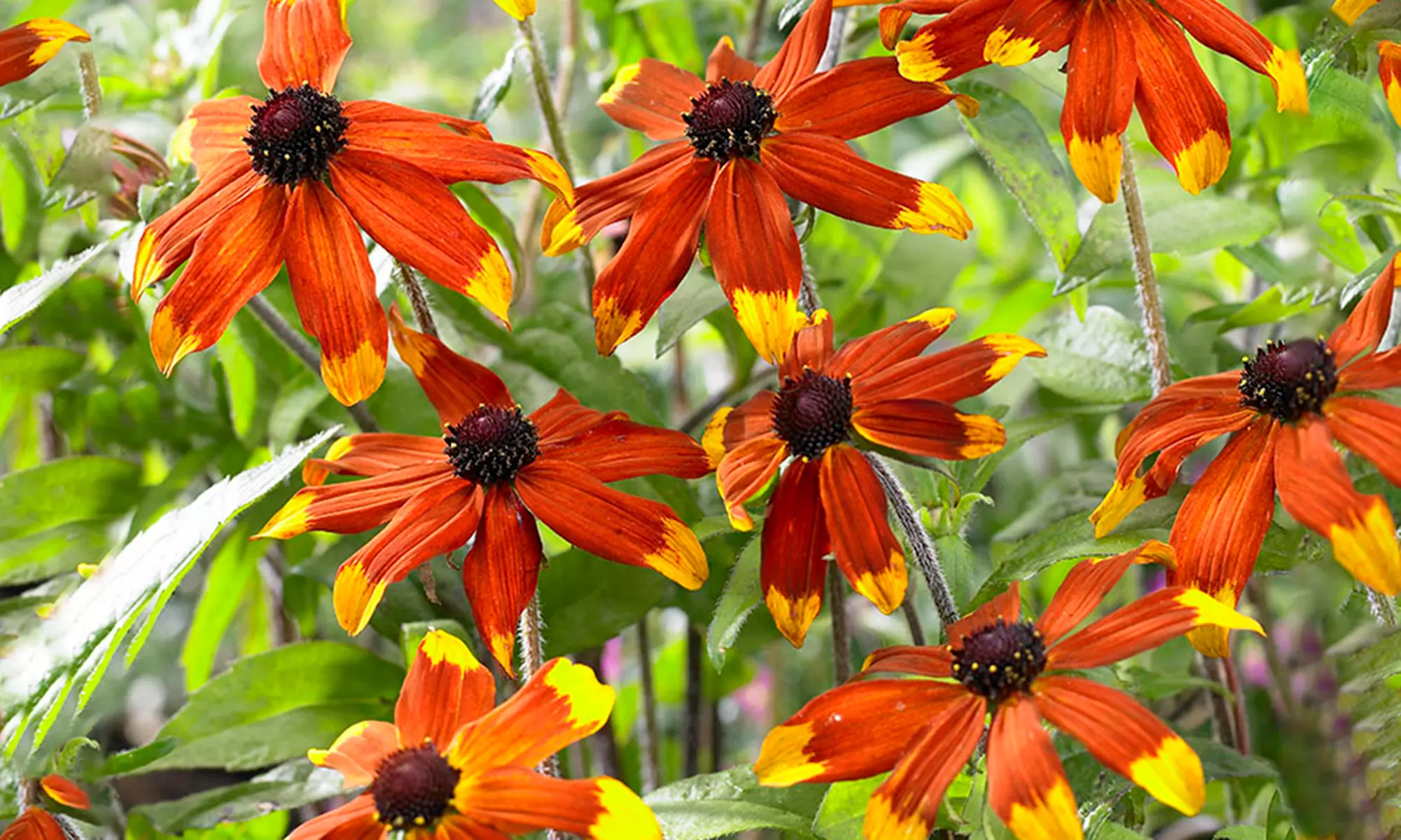 One or Three Rudbeckia Praire Glow Plants - Primary Image