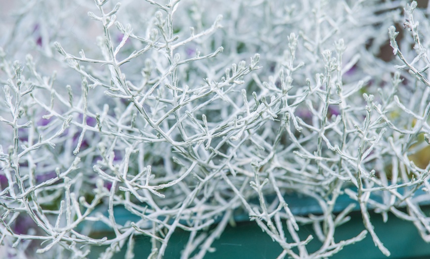 Image 4: Set of Six Silver Shrub Plants