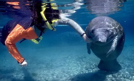 $25 for a Swim with the Manatees Tour with Equipment Rental from Native Vacations in Crystal River ($55 Value) - Primary Image
