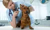 $294 for $535 Worth of Pet Care — Mobile Vet Express
