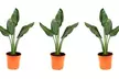 3 et 6 plants d'oiseaux de paradis Strelitzia Reginae 25-38 cm, livrés en pot par OH2 - Image 5