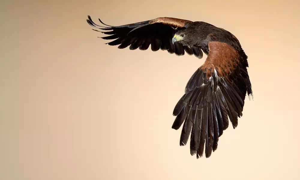 Discover Wildlife at Eagle Heights with Optional Afternoon Tea